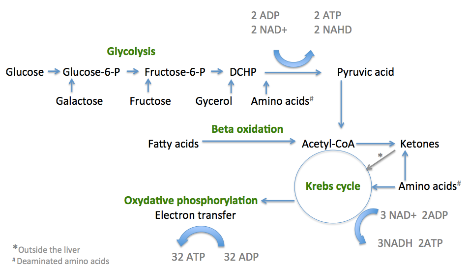 Summary of the three sections of cellular respiration